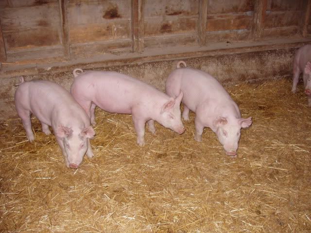 Group Of Pigs