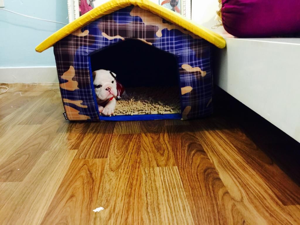 cần bán bulldog cái 33 ngày tròn trịa rất múp - 2