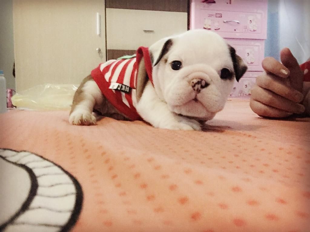 cần bán bulldog cái 33 ngày tròn trịa rất múp