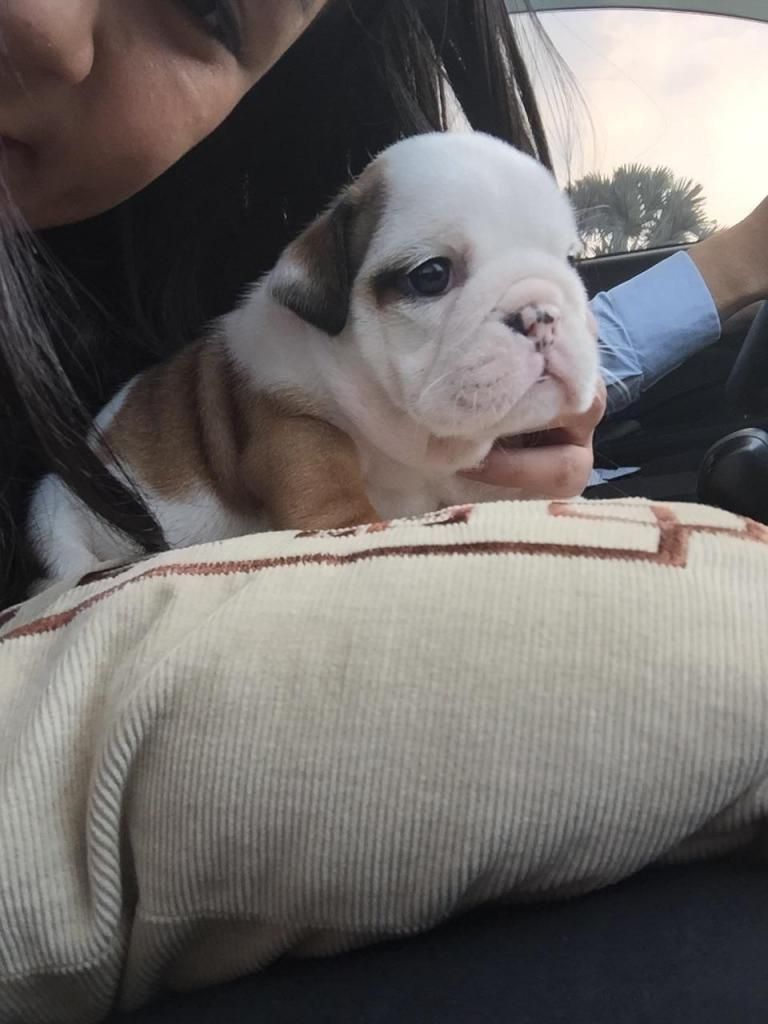 cần bán bulldog cái 33 ngày tròn trịa rất múp - 4