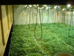 Seed Bank