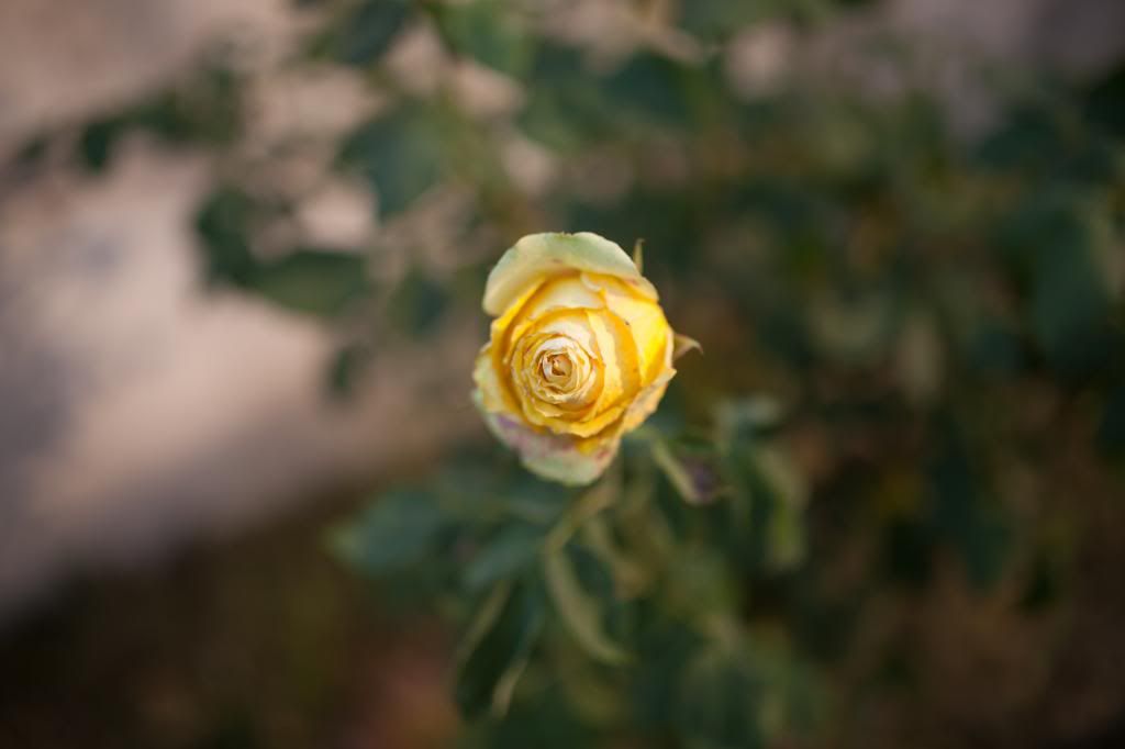 IMAGE: http://i1250.photobucket.com/albums/hh529/Utopia85/First-Flower_zps8f7464d0.jpg