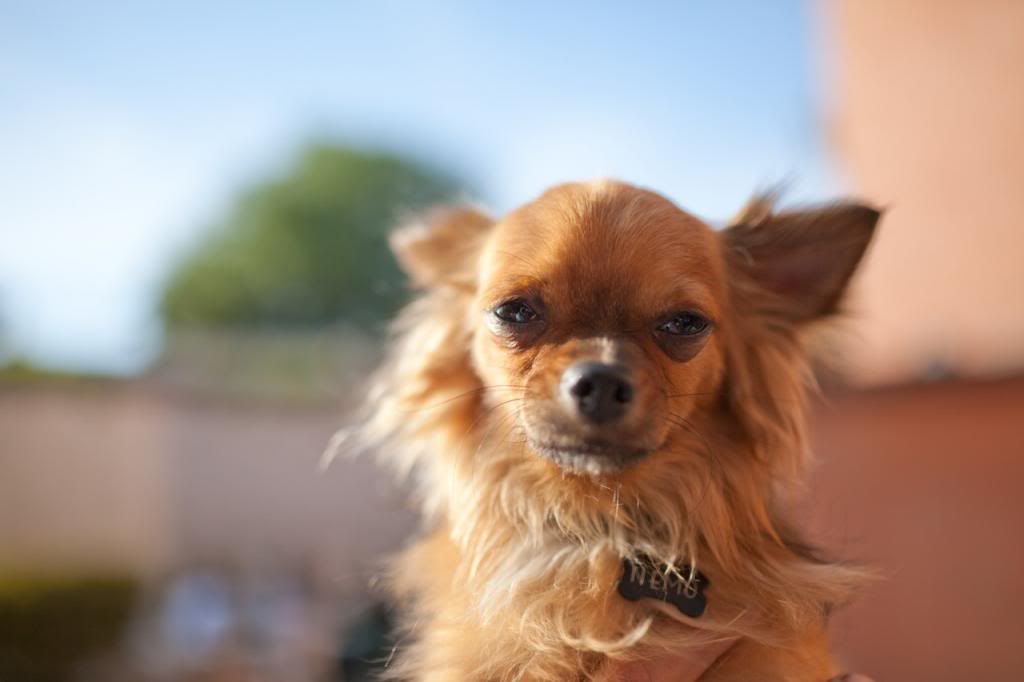 IMAGE: http://i1250.photobucket.com/albums/hh529/Utopia85/First-Sigma-Nemo_zpscc9d760a.jpg