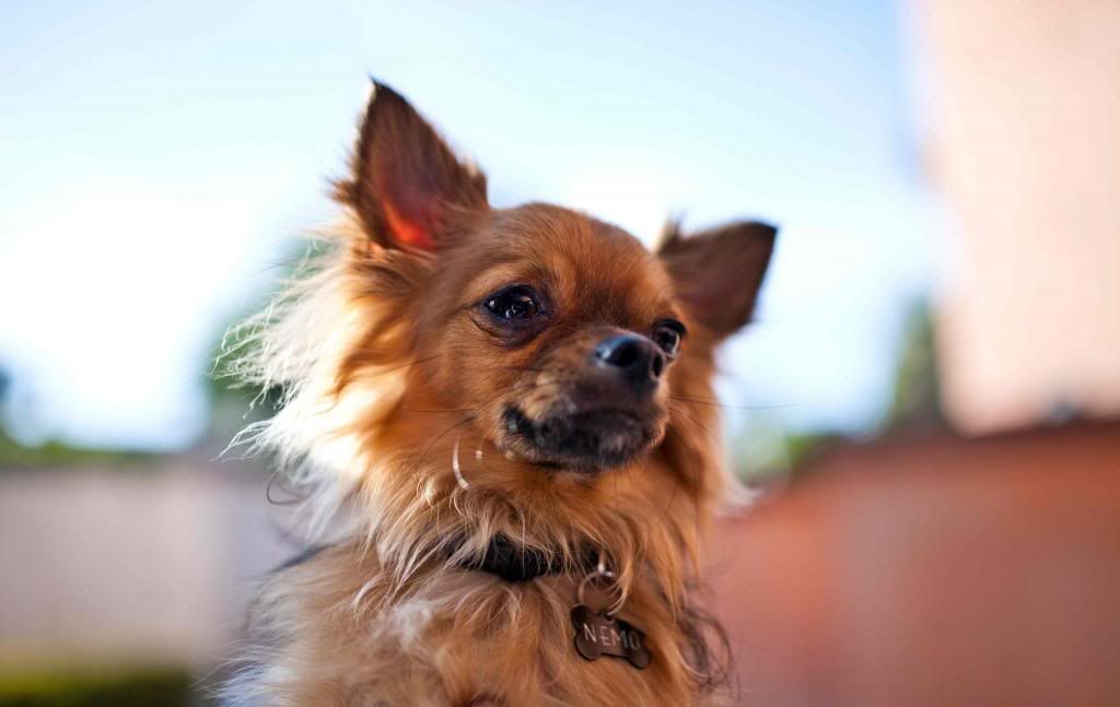 IMAGE: http://i1250.photobucket.com/albums/hh529/Utopia85/Nemo-Sigmacopy_zpsb3f117da.jpg