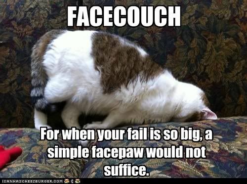 funny-cat-pictures-facecouch.jpg
