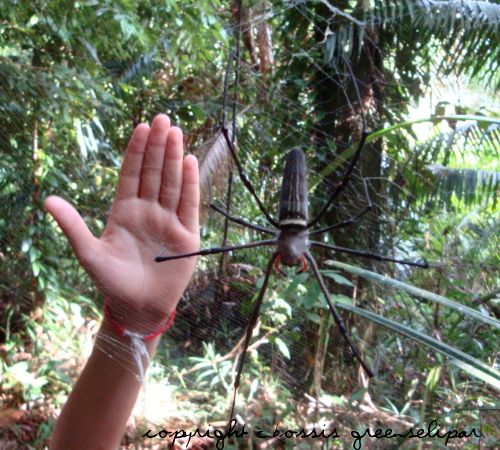 kuching-giant-spider-bako.jpg