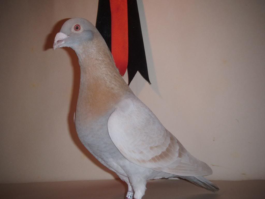 yellow/cream racing pigeons anybody? PigeonTalk