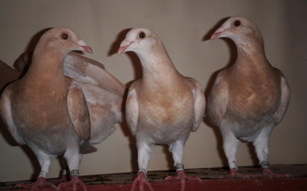 yellow/cream racing pigeons anybody? PigeonTalk