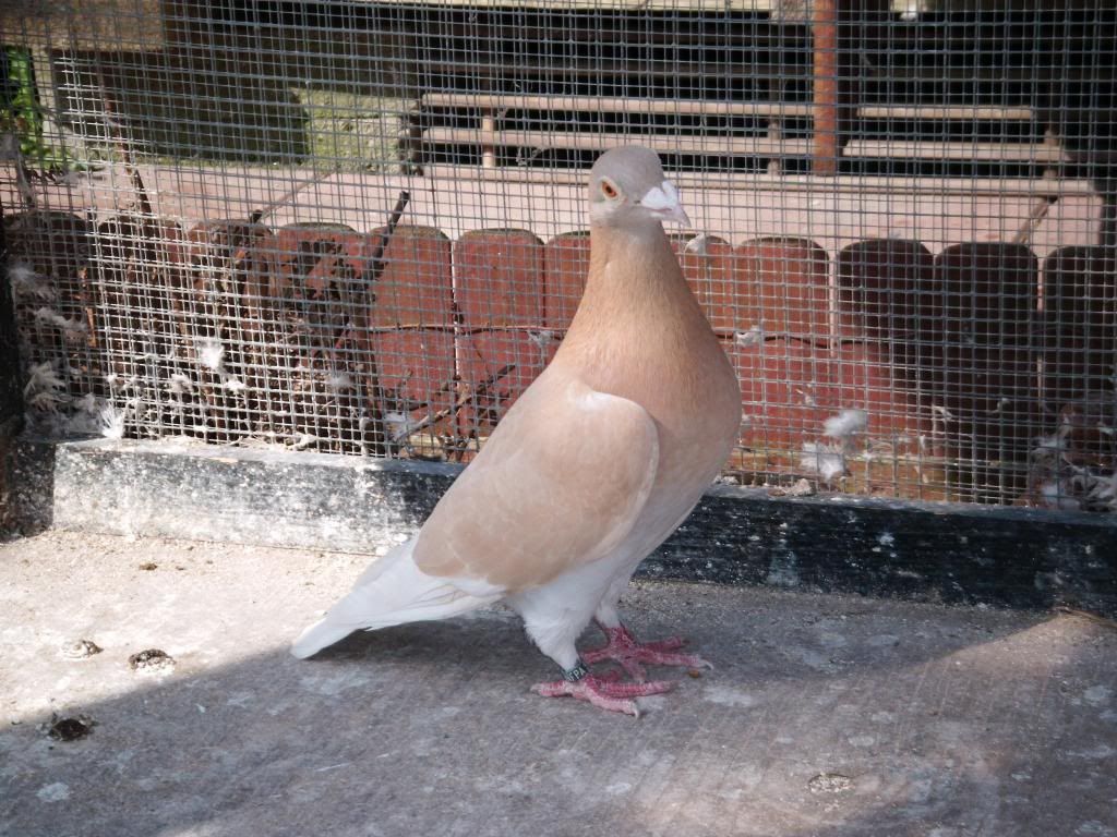 yellow/cream racing pigeons anybody? PigeonTalk